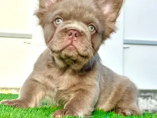 French Bulldog dogs New Shade Fluffy Male (Tiny size) - Ad 42