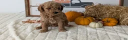 Mini Goldendoodle dogs for sale: Jax  - Ad 9