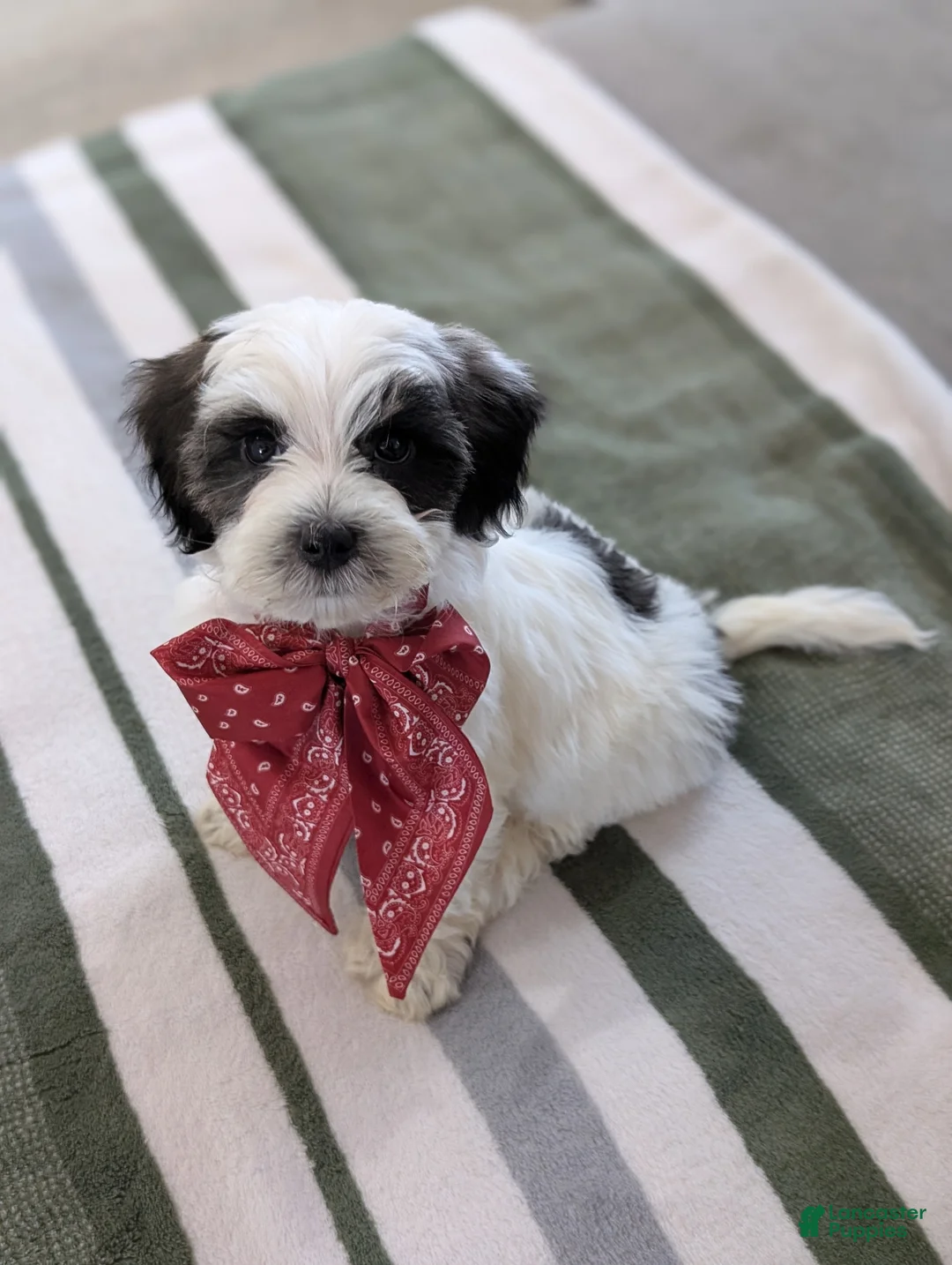 Havapoo dogs for sale: Cooper - Ad 7