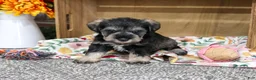 Miniature Schnauzer dogs for sale: Sandy - Ad 4