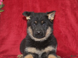 German Shepherd dogs Tasha - Ad 20