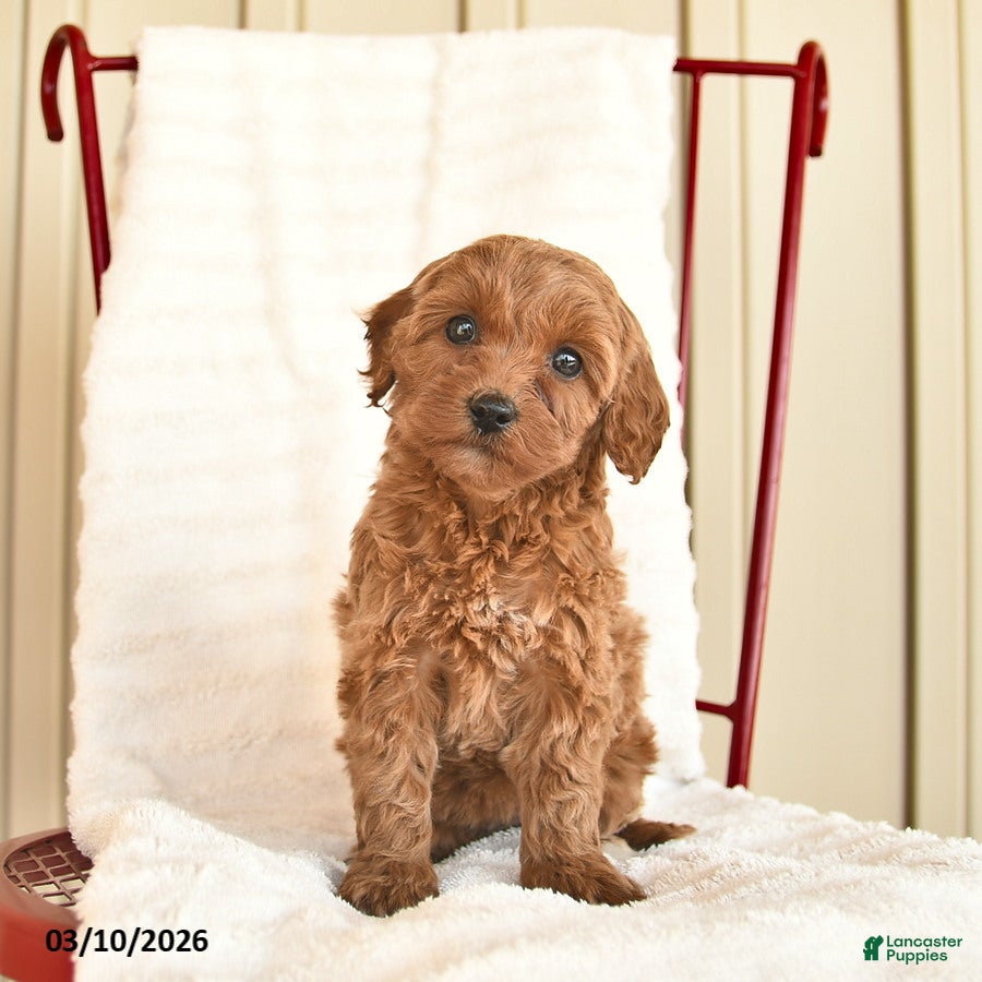 Cockapoo dogs Posie  - Ad 2