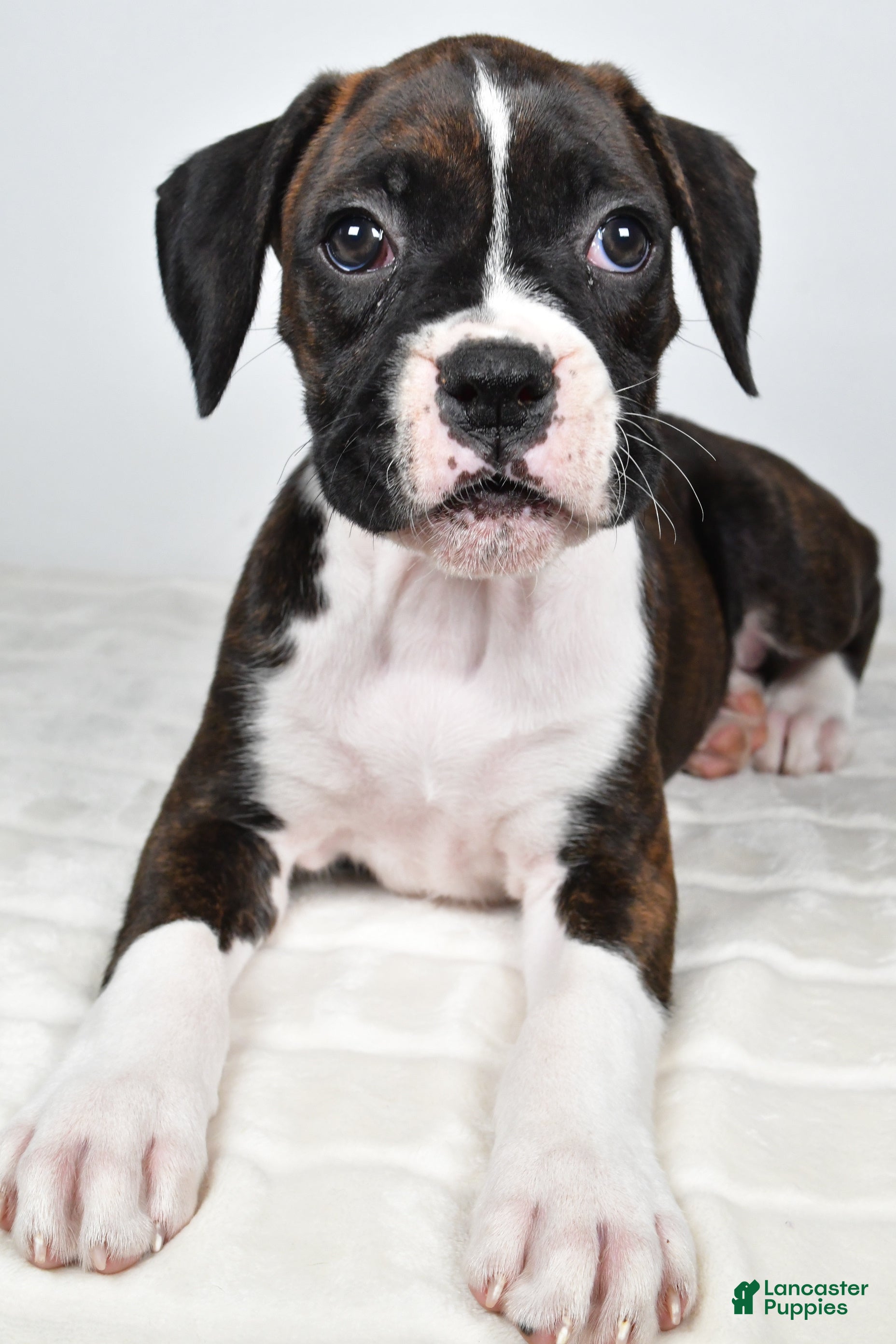 Boxer dogs Dena - Ad 1