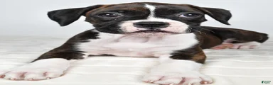 Dena