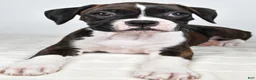 Boxer dogs for sale: Dena - Ad 1