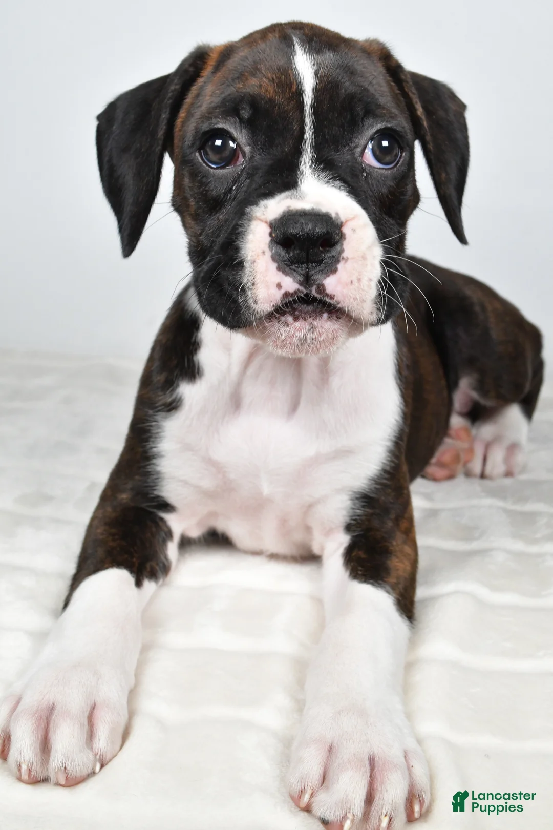 Boxer dogs for sale: Dena - Ad 1
