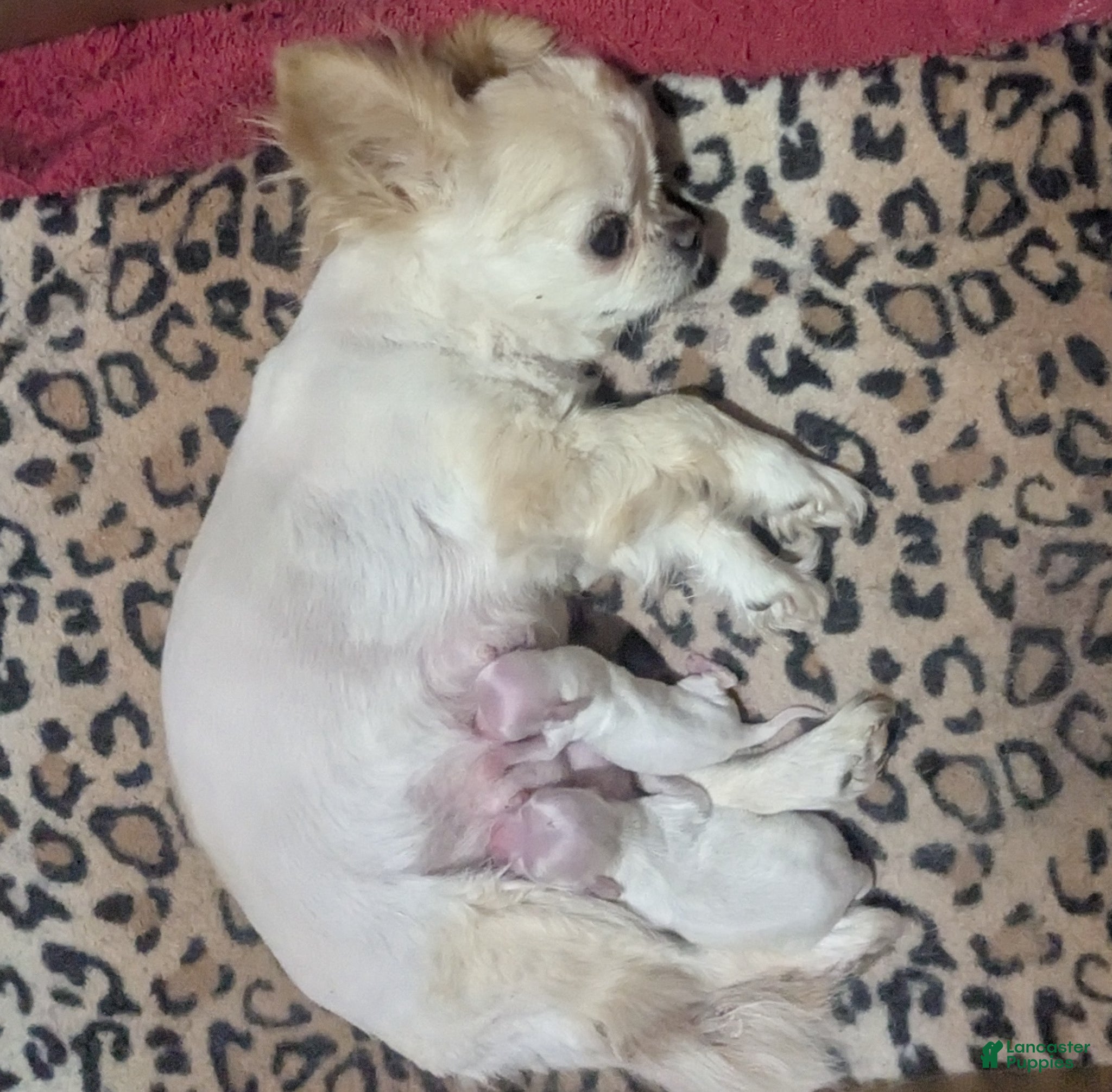 Chihuahua dogs Diamond Tiny Apple Head Female  - Ad 1