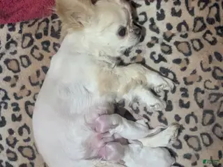 Chihuahua dogs Diamond Tiny Apple Head Female - Ad 1