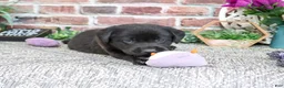 Labrador Retriever dogs for sale: Emilee - Ad 6