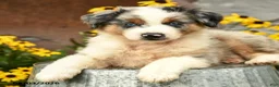 Australian Shepherd dogs for sale: Finley - Ad 4