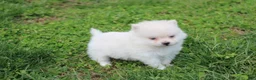 Pomeranian dogs for sale: Cooper  - Ad 2