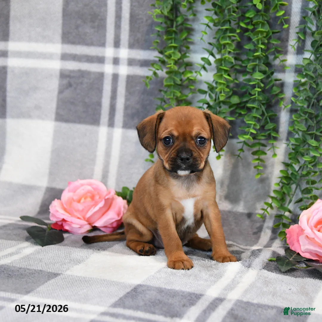 Mixed Breed dogs for sale: Gracie - Ad 1
