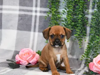 Mixed Breed dogs for sale: Gracie - Ad 1