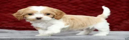 Cavapoo dogs for sale: Shawn - Ad 1
