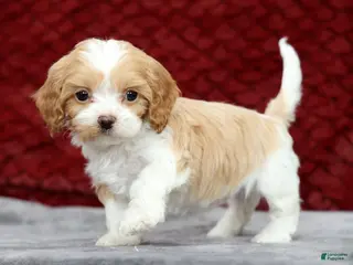 Cavapoo dogs for sale: Shawn - Ad 2
