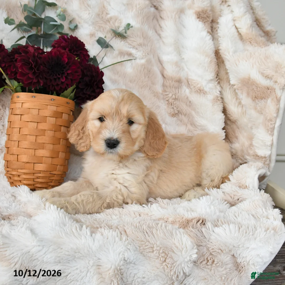 Goldendoodle dogs for sale: Haven - Ad 3