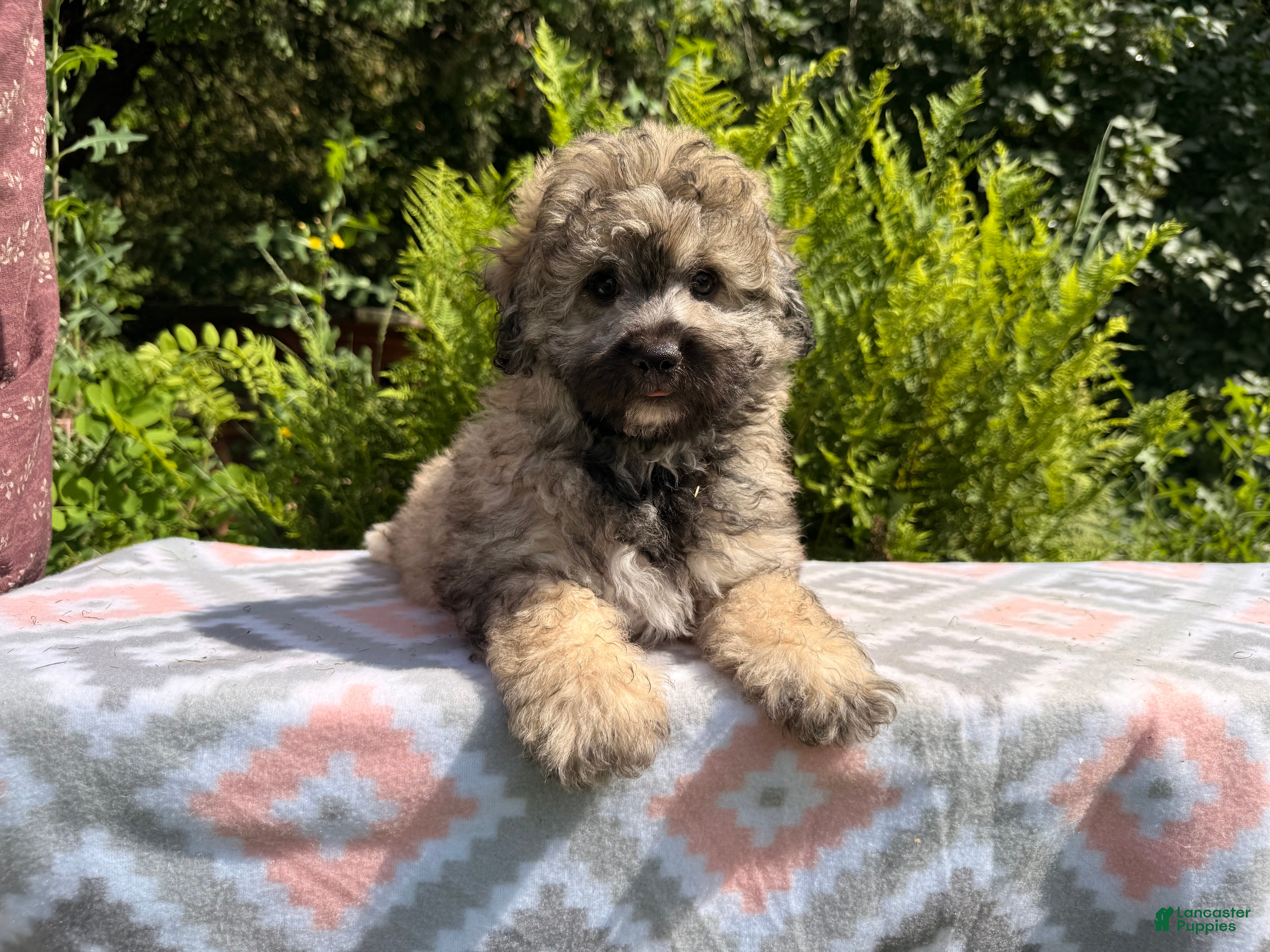 Eskipoo dogs Tucker - Ad 1