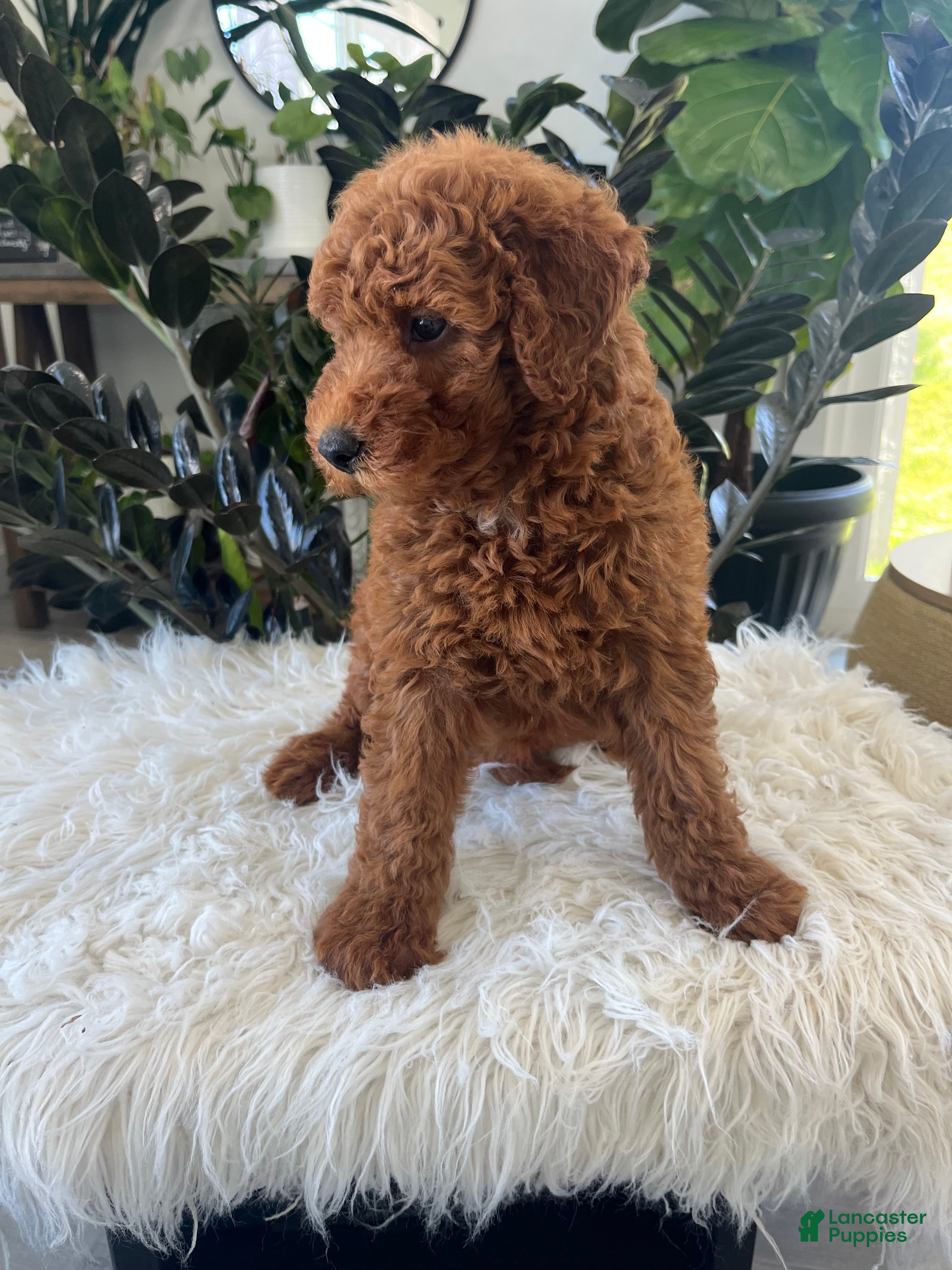 Mini Goldendoodle dogs Amelia  - Ad 2