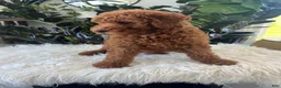 Mini Goldendoodle dogs for sale: Amelia  - Ad 2