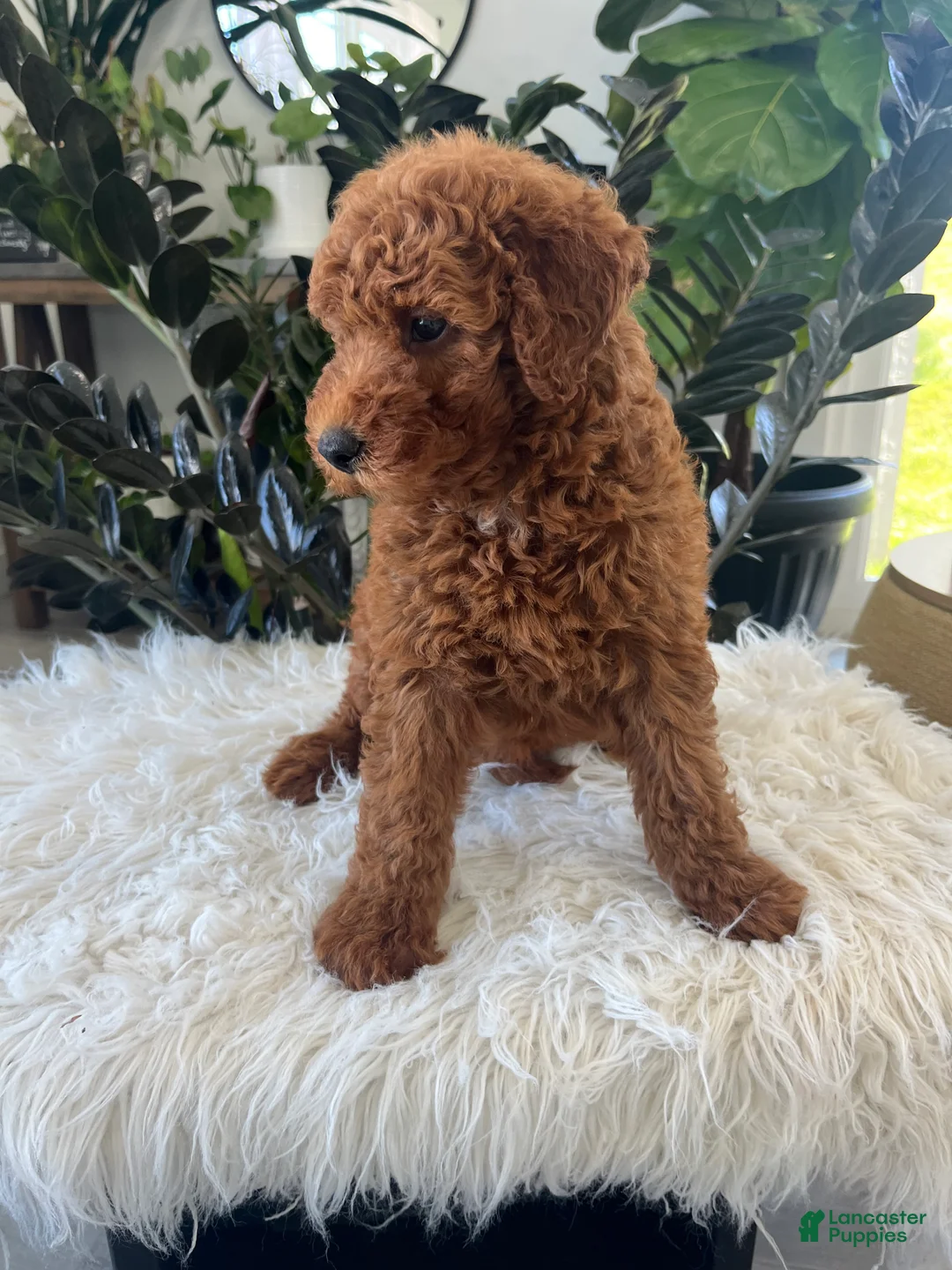 Mini Goldendoodle dogs for sale: Amelia  - Ad 2