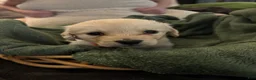 Mixed Breed dogs for sale: Black Collar - Ad 8