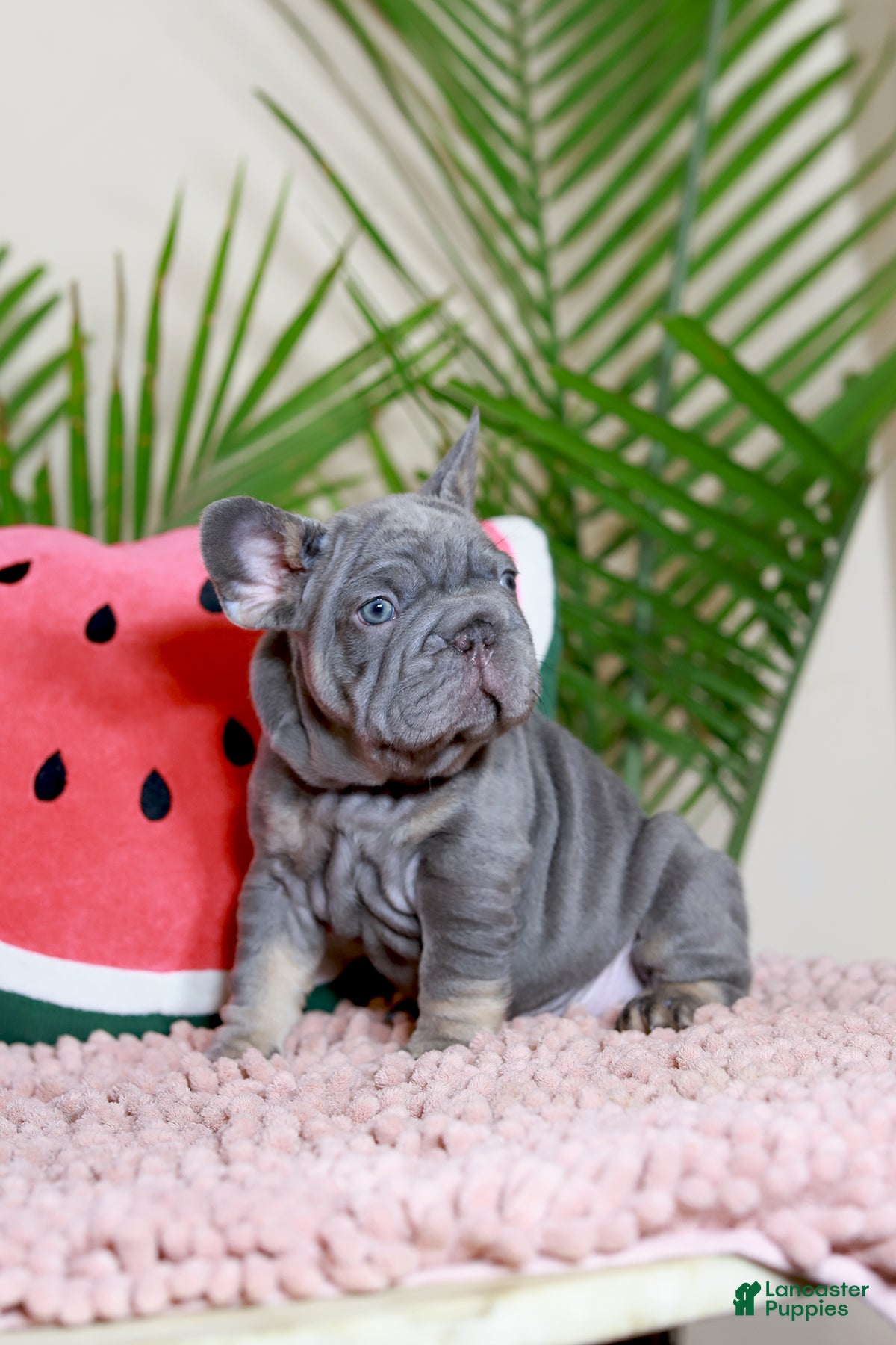 French Bulldog dogs Ralf  - Ad 2