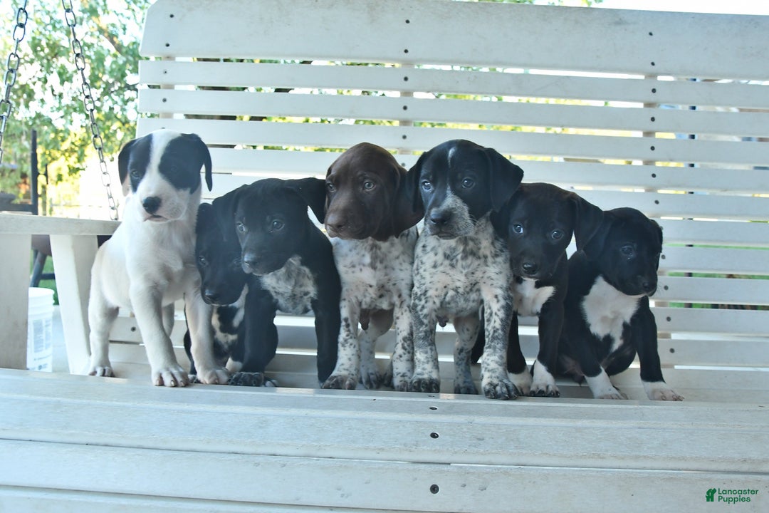 Gallery Image {{count}}