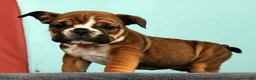 English Bulldog dogs for sale: Callie - Ad 1