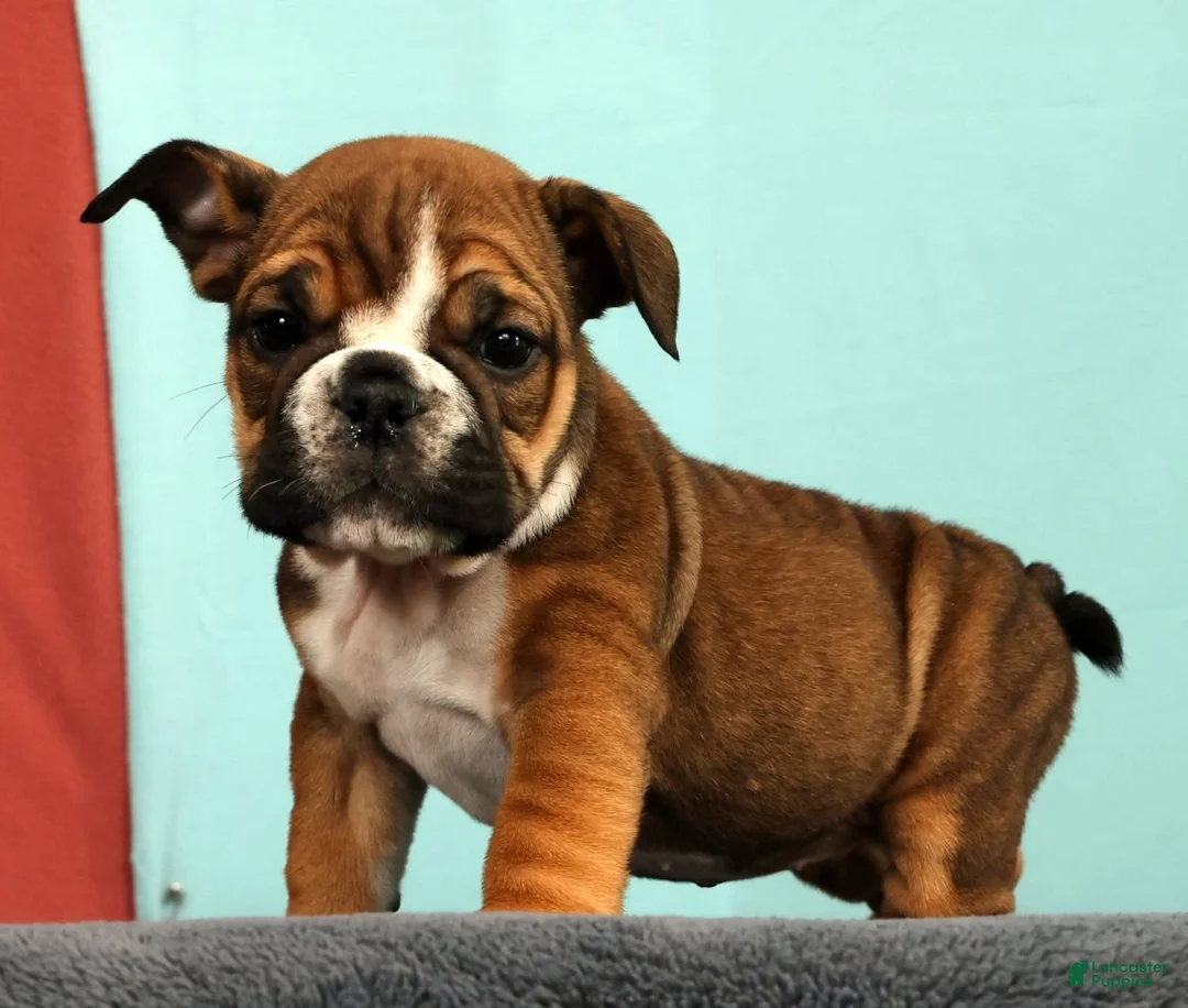 English Bulldog dogs for sale: Callie - Ad 1