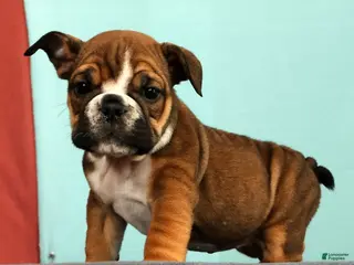 English Bulldog dogs for sale: Callie - Ad 2