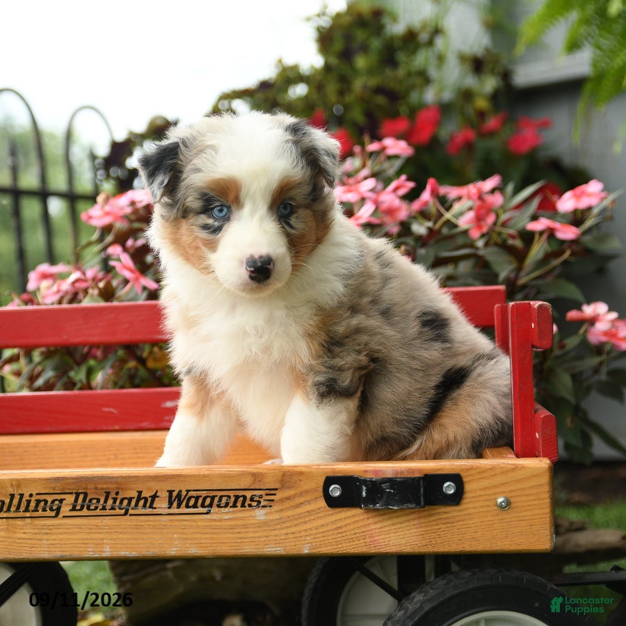 Australian Shepherd dogs Storm   - Ad 1