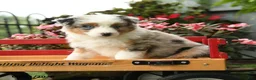 Australian Shepherd dogs for sale: Storm   - Ad 1