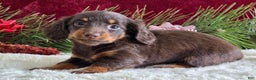 Miniature Dachshund dogs for sale: Kimby - Ad 6