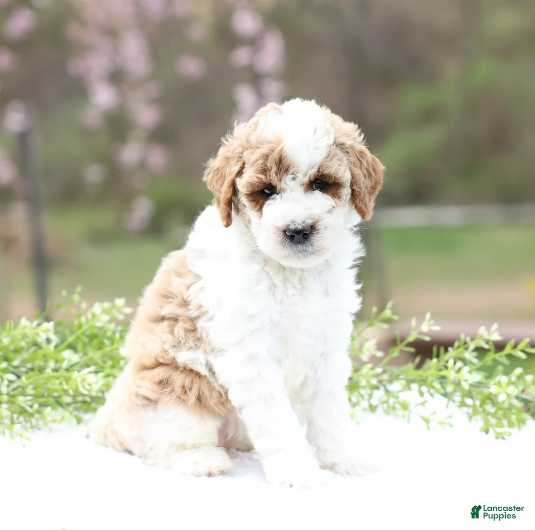 Mini Goldendoodle dogs for sale: Cindy - Ad 2
