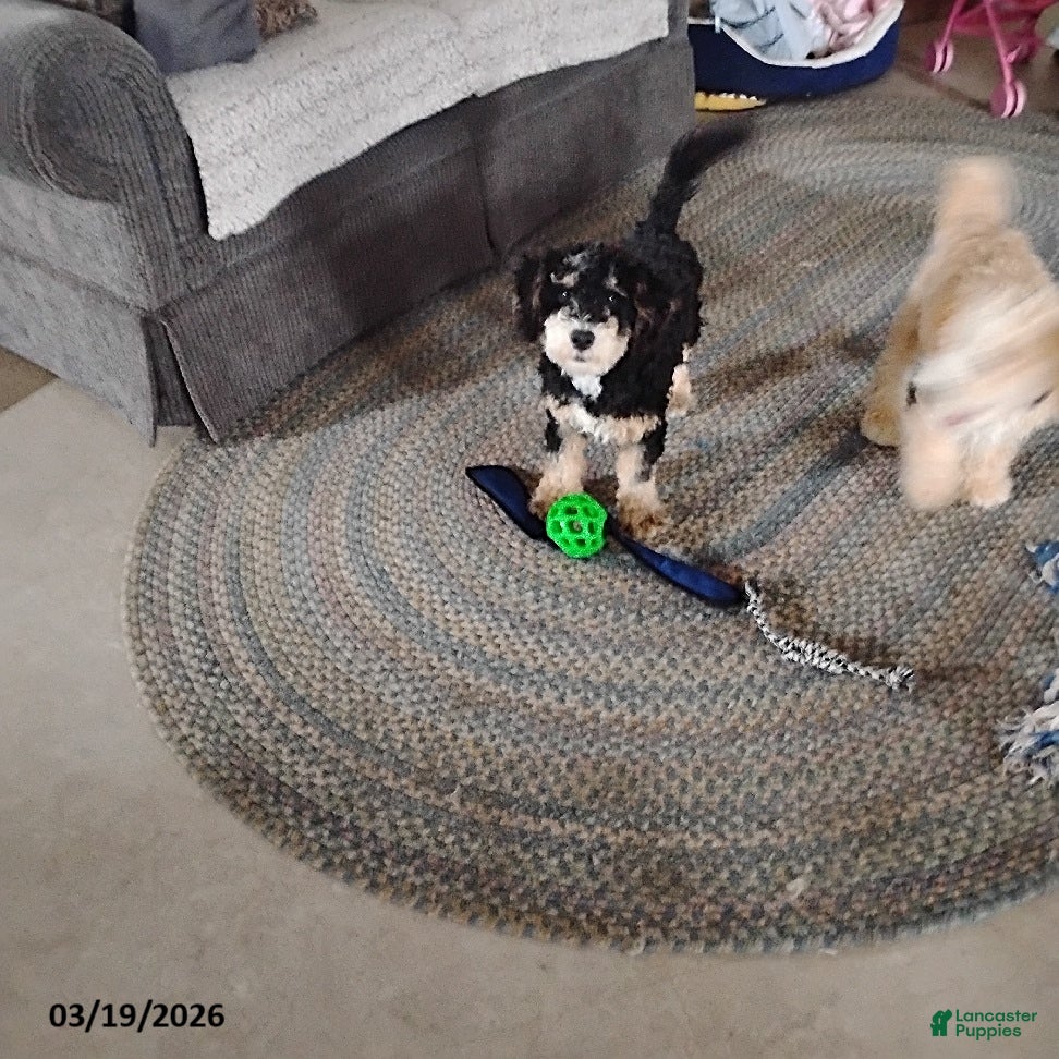 Mini Bernedoodle dogs Ranger - Ad 1