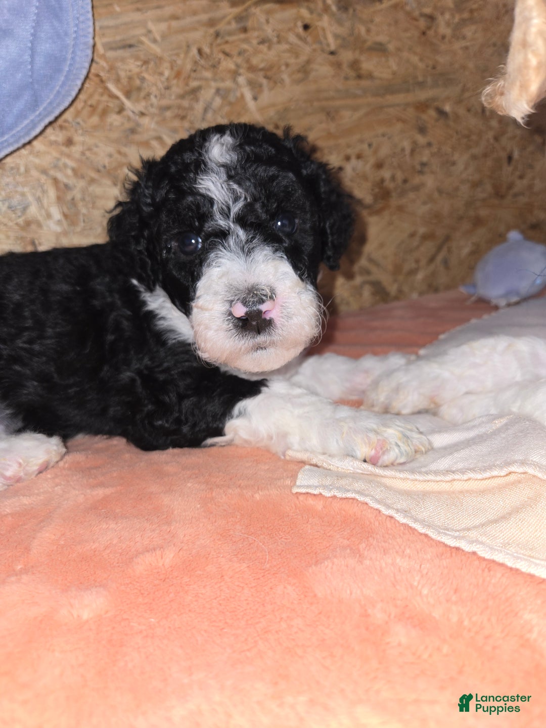 Mixed Breed dogs for sale: Asher - Ad 3