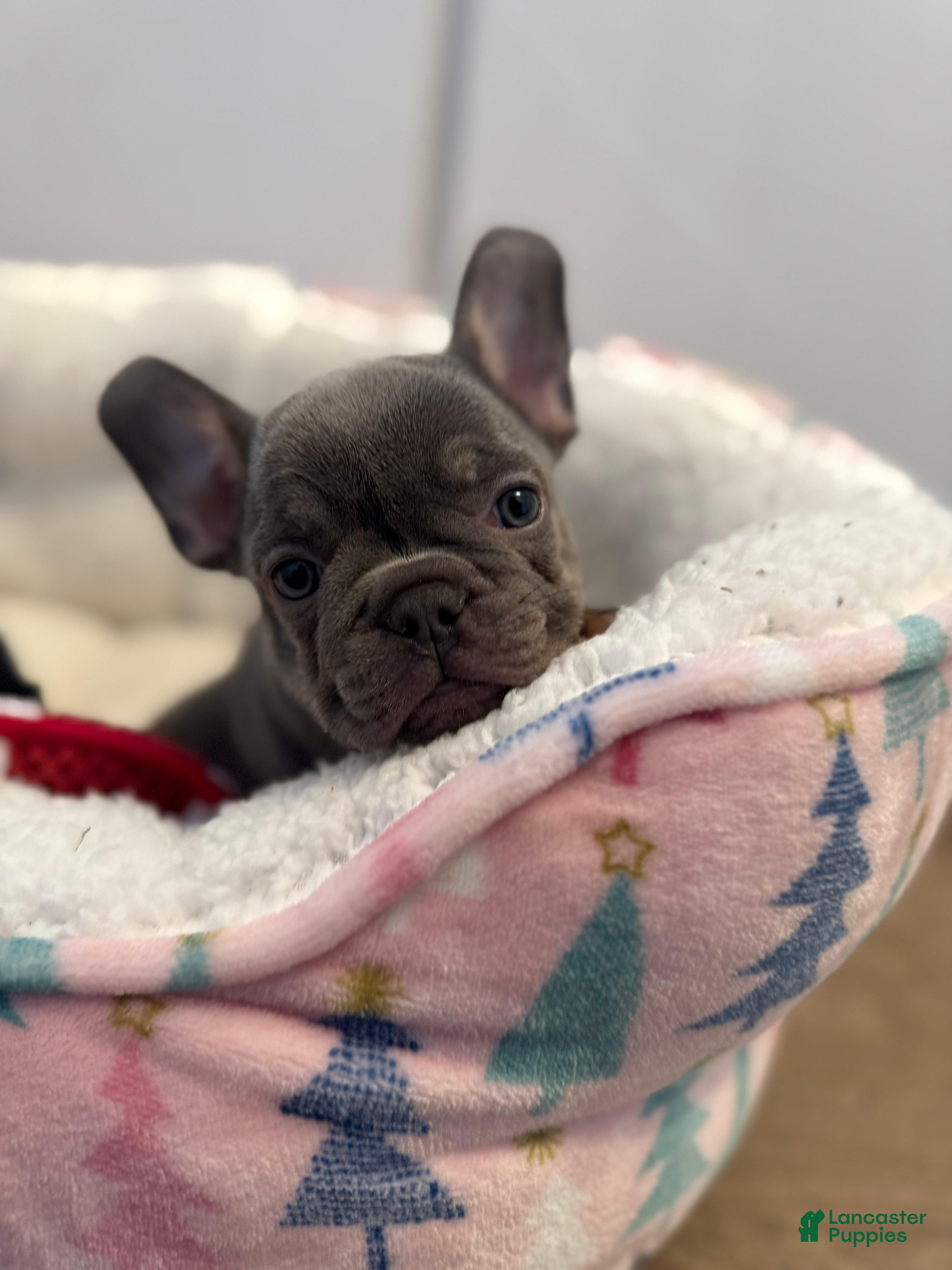 French Bulldog dogs French Bulldog Puppy 1 - Ad 28