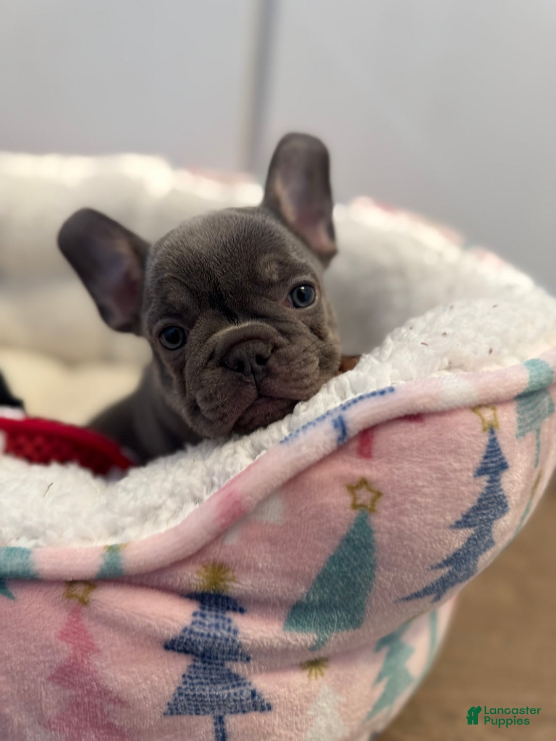 French Bulldog dogs for sale: French Bulldog Puppy 1 - Ad 1