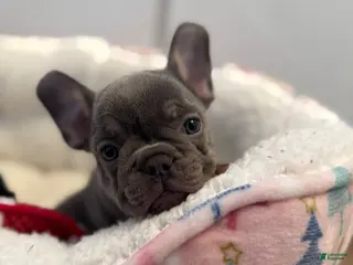 French Bulldog dogs French Bulldog Puppy 1 - Ad 12