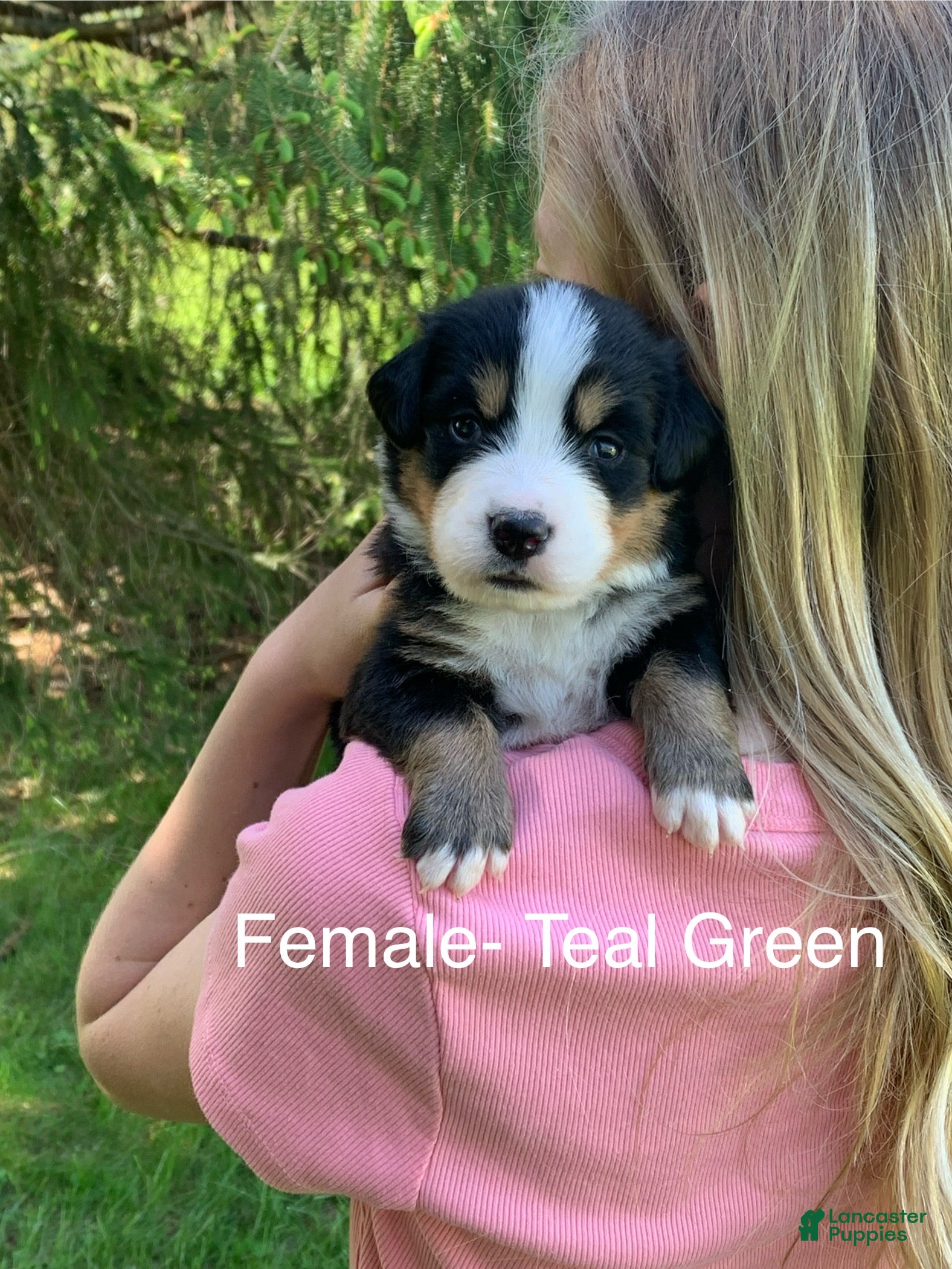 Bernese Mountain Dog dogs Bernese Mountain Dog Puppy 6 - Ad 2