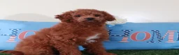 Mini Goldendoodle dogs for sale: Ruby-Gorgeous Female Mini Goldendoodle Puppy - Ad 4
