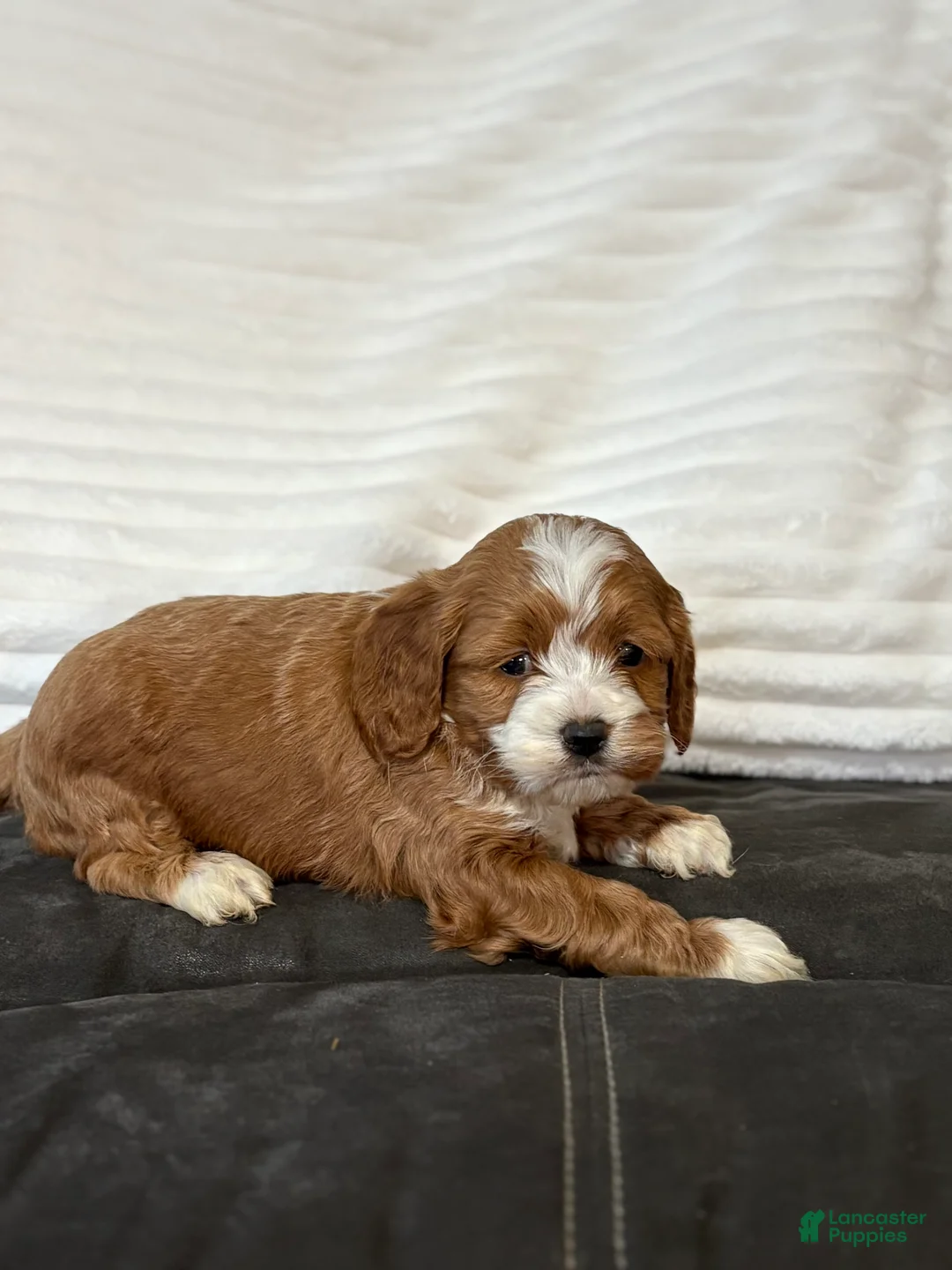 Cockapoo dogs for sale: Cooper - Ad 2