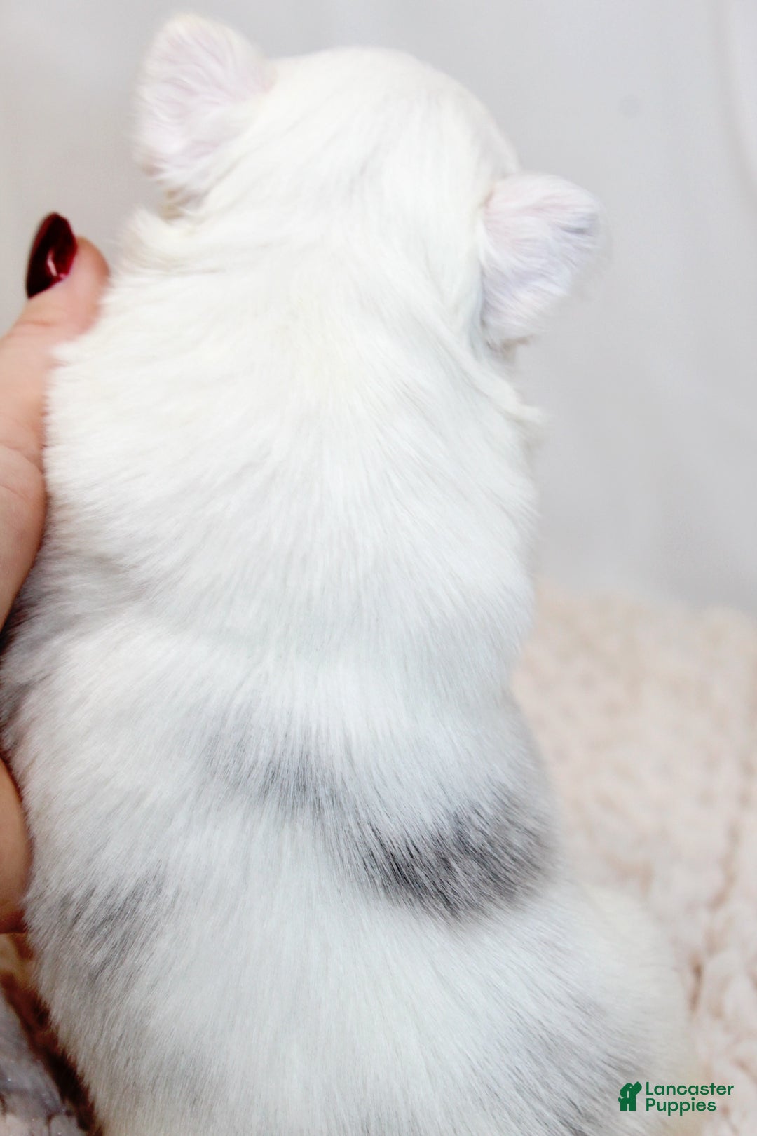 French Bulldog dogs for sale: Kamilla-Full Fluffy Choc & Tan Koi w Testable - Ad 7