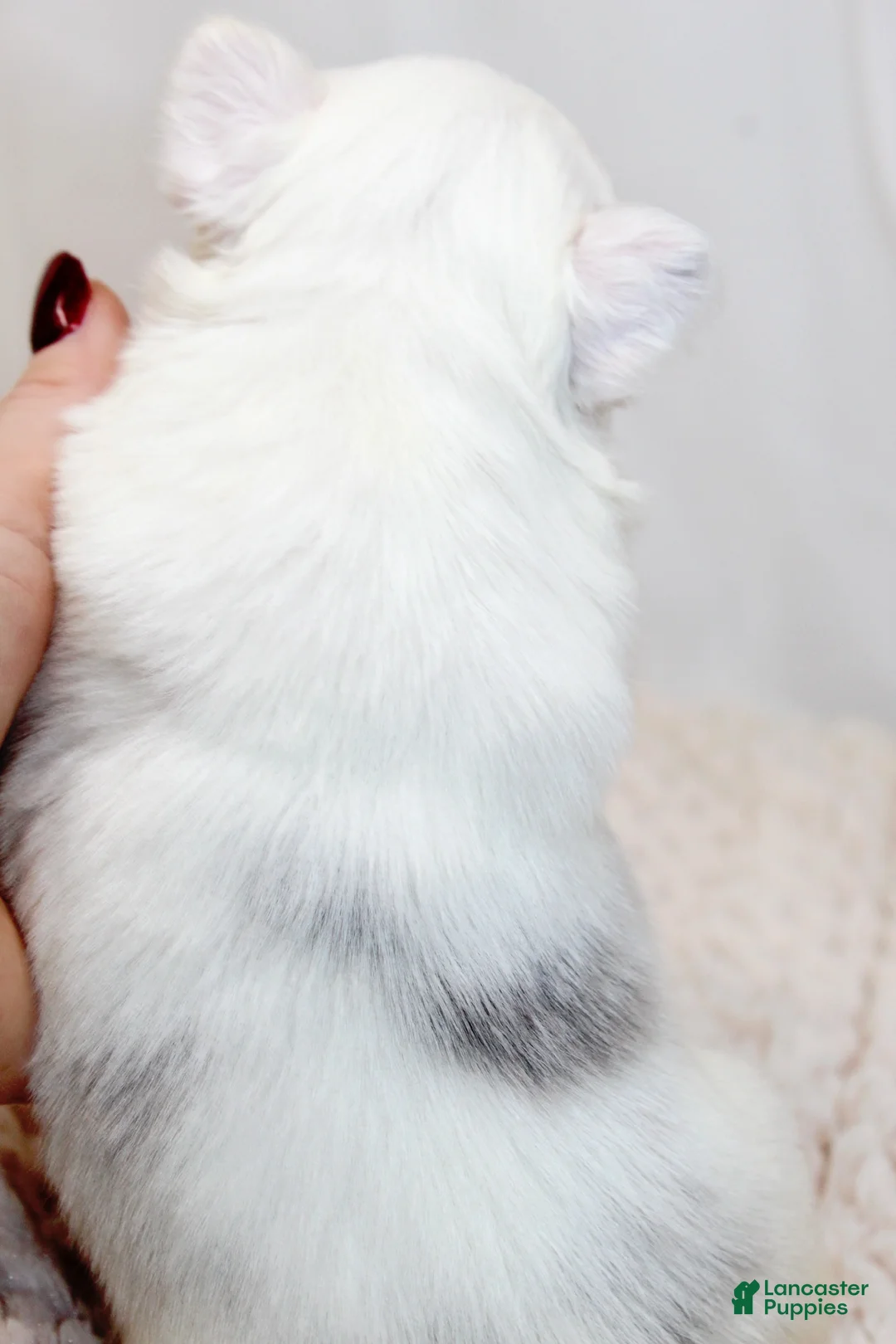 French Bulldog dogs for sale: Kamilla-Full Fluffy Choc & Tan Koi w Testable - Ad 12