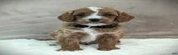Cavapoo dogs for sale: Oscar - Ad 5