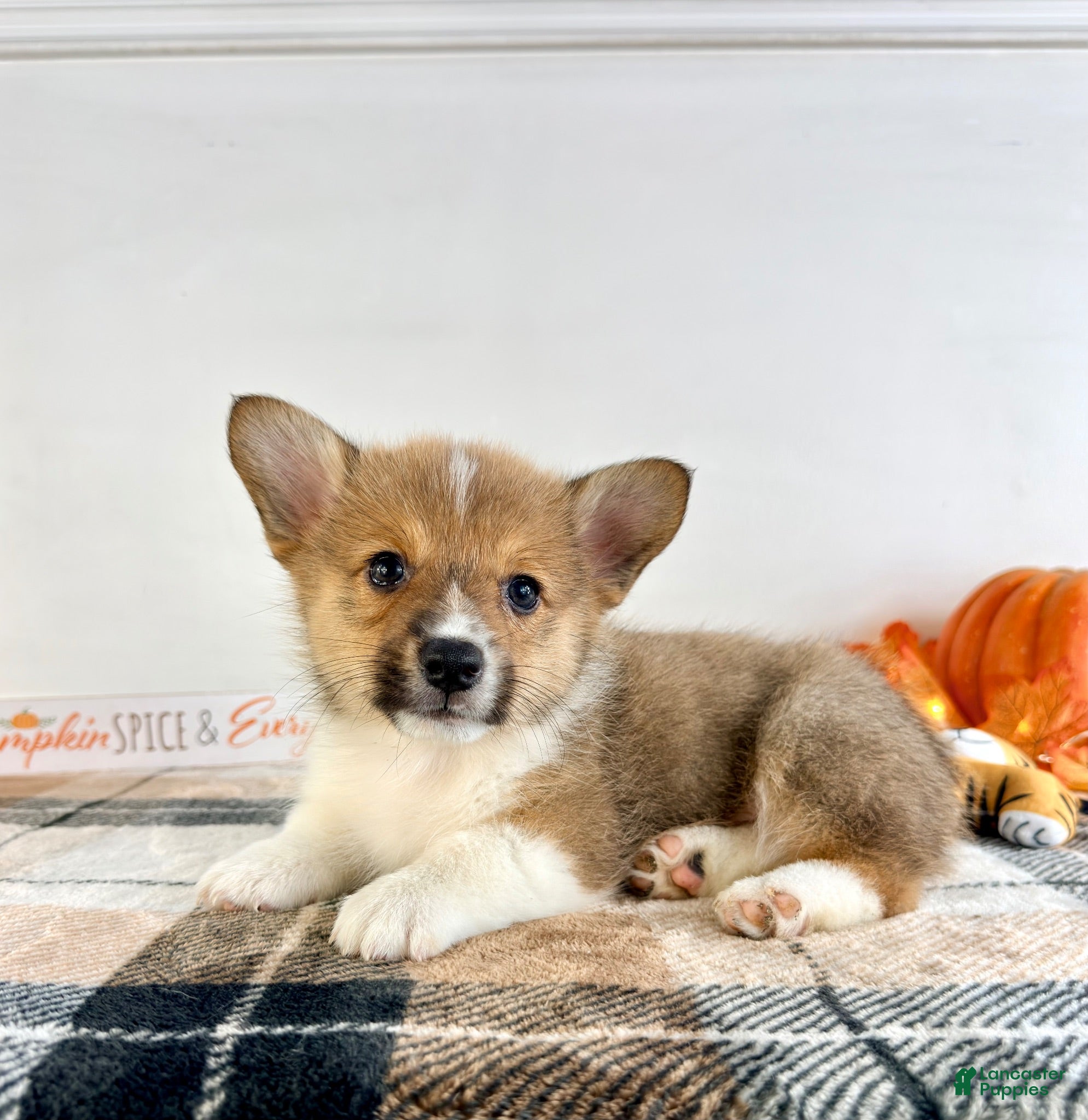 Welsh Corgi Pembroke dogs CKC Hobie - Ad 5