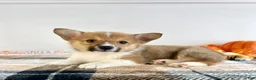 Welsh Corgi Pembroke dogs for sale: CKC Hobie - Ad 1