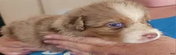 Australian Shepherd dogs for sale: 1 Chrissy - Ad 18