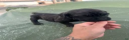 Cane Corso dogs for sale: Cane Corso Puppy 5 - Ad 5