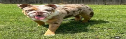 English Bulldog dogs for sale: Ghost ( Blue Eyes) - Ad 12